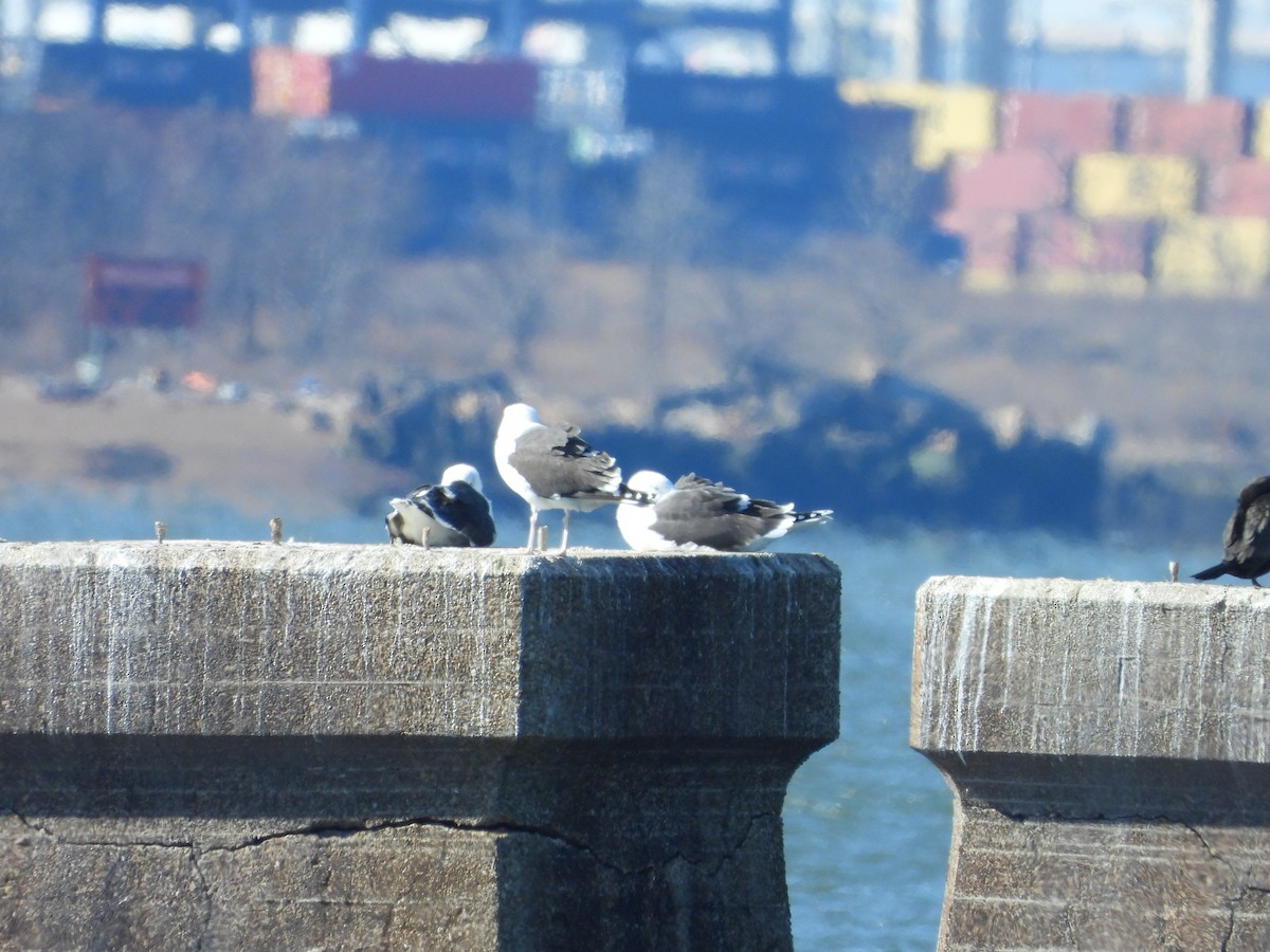 Great Black-backed Gull - ML536677601