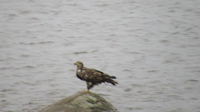 Weißkopf-Seeadler - ML536677621