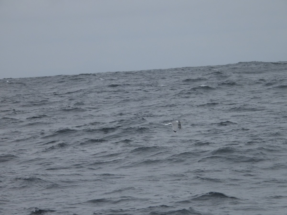 Black-legged Kittiwake - ML536678541