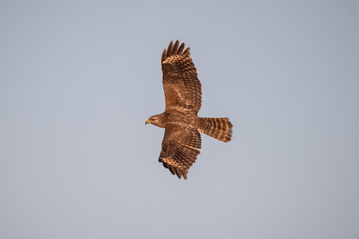 Red-shouldered Hawk - ML536678581