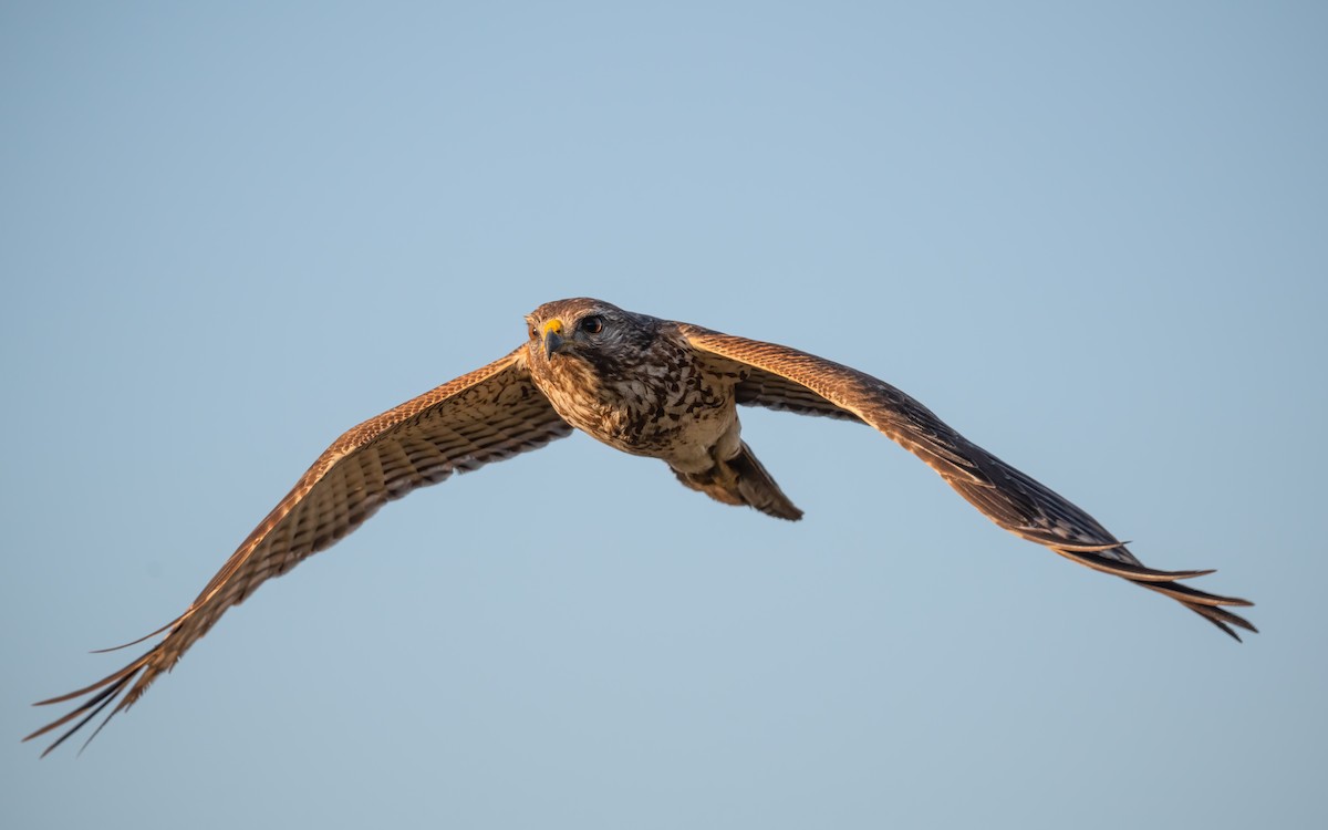 Red-shouldered Hawk - ML536678591