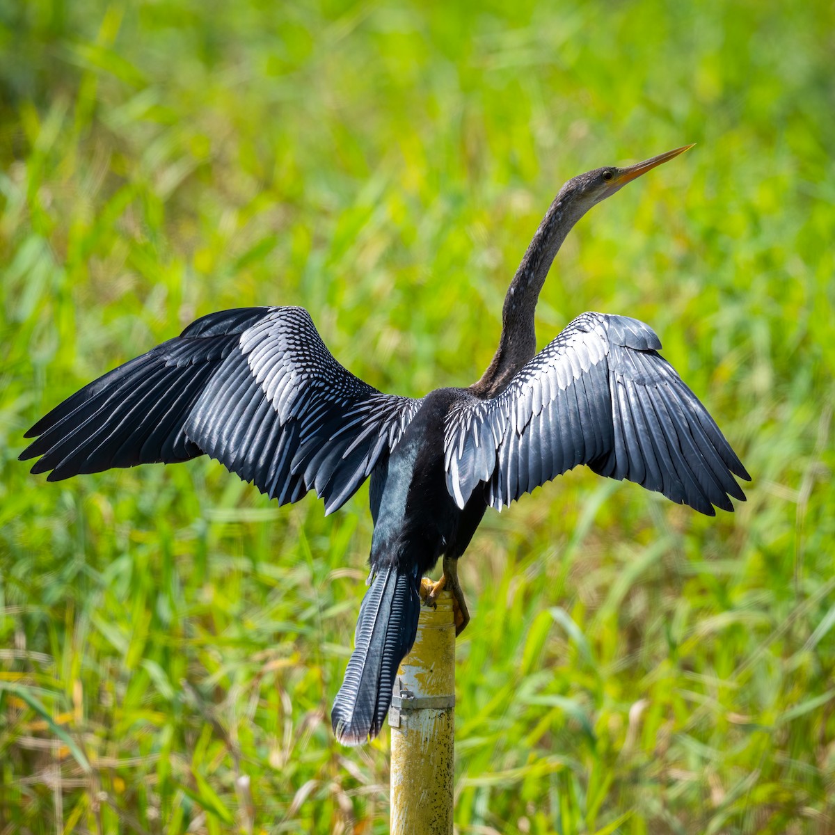 Anhinga - ML536679601