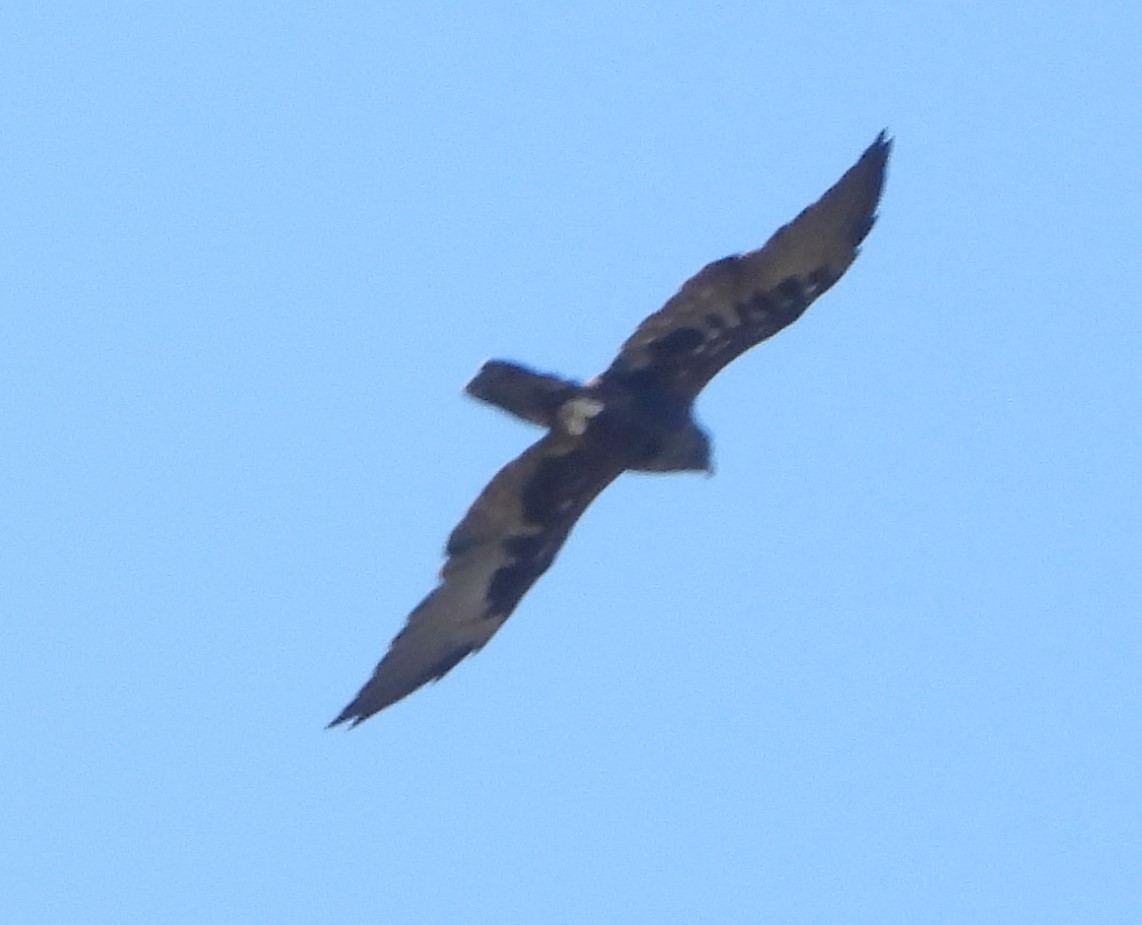 Black Falcon - ML536680371