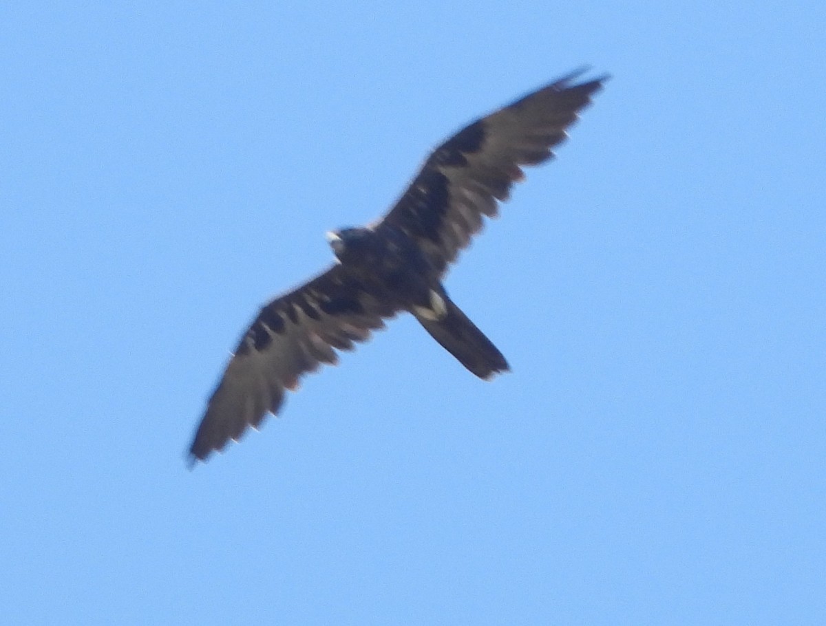 Black Falcon - Paul Marty