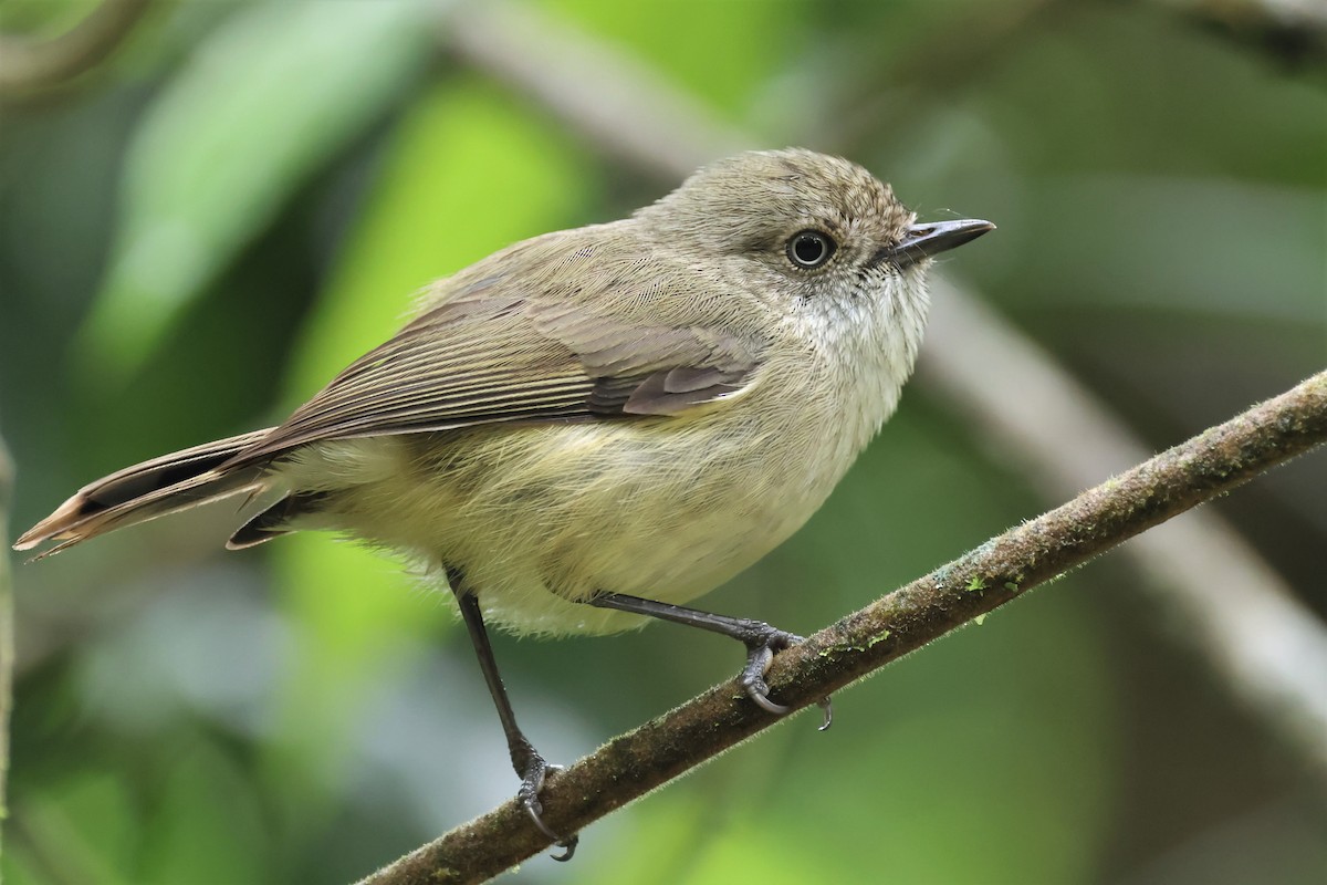 Mountain Thornbill - Mark and Angela McCaffrey