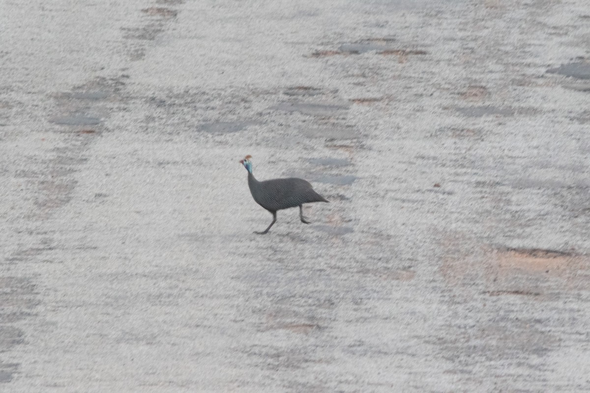 Helmeted Guineafowl - Clinton S. Boyd