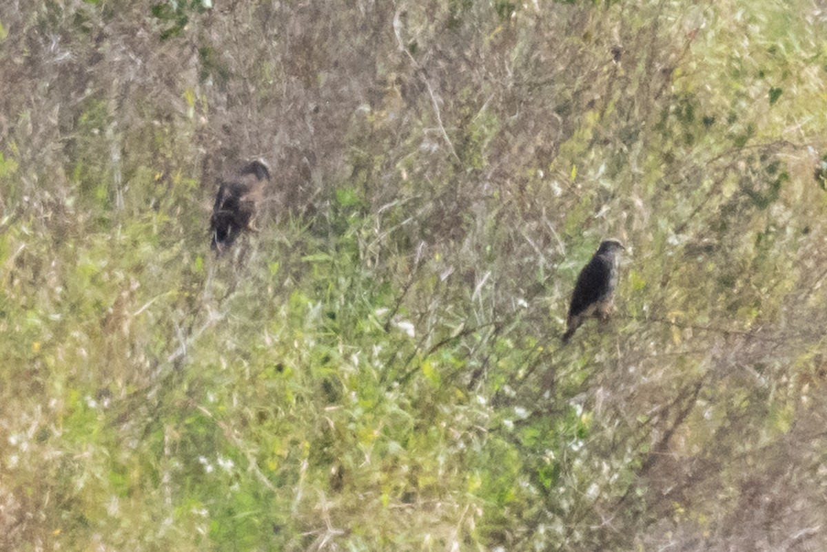 Snail Kite - ML536681381