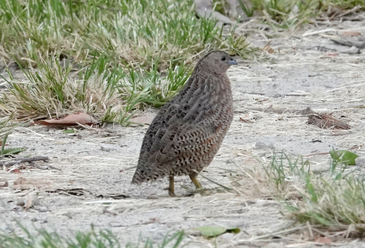 Brown Quail - Peter Woodall