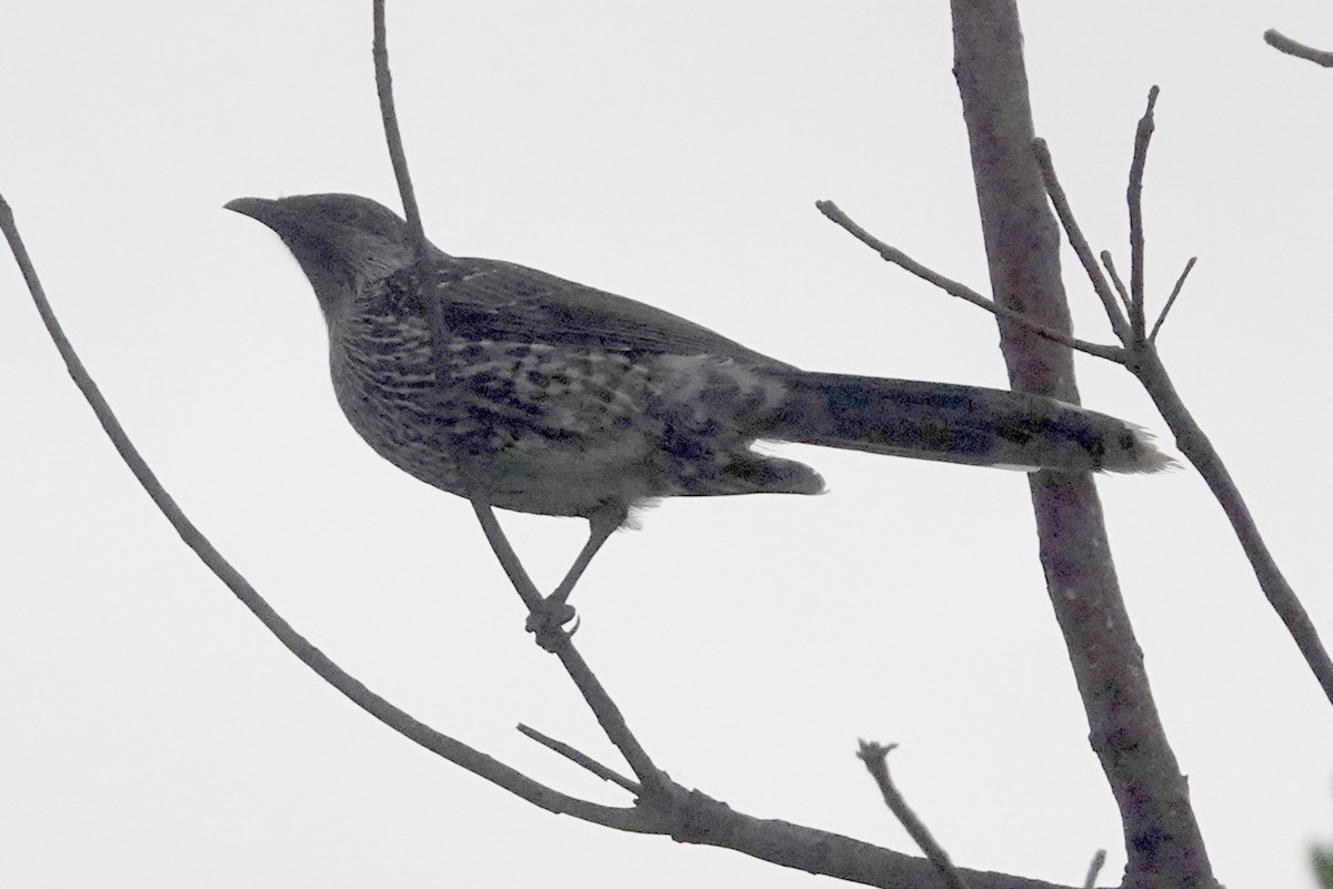 Little Wattlebird - ML536683491