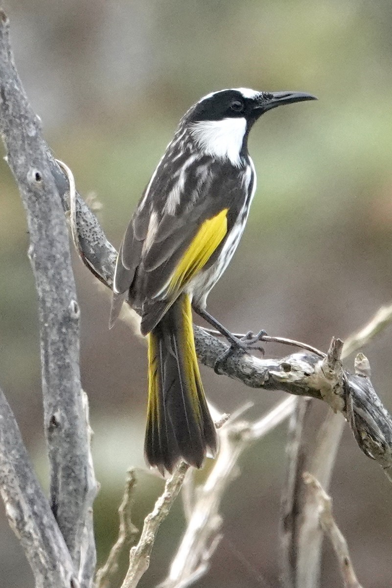 White-cheeked Honeyeater - ML536683601