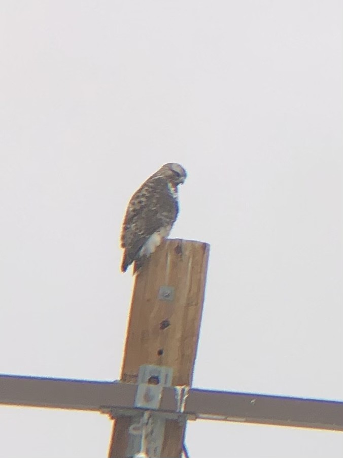 Rough-legged Hawk - ML536683861