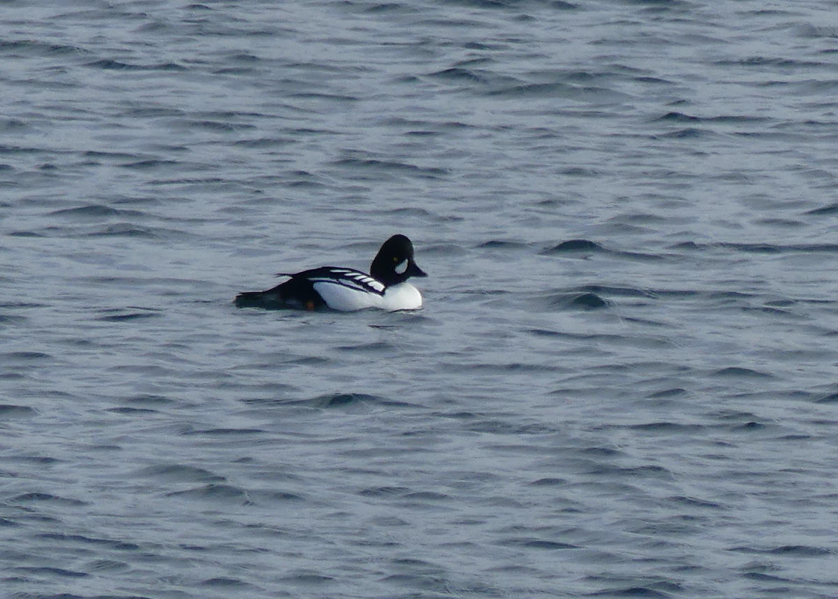 Common x Barrow's Goldeneye (hybrid) - ML536684411