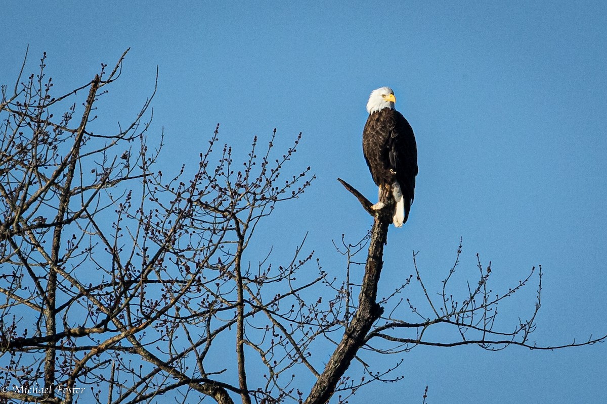 Bald Eagle - ML536685681