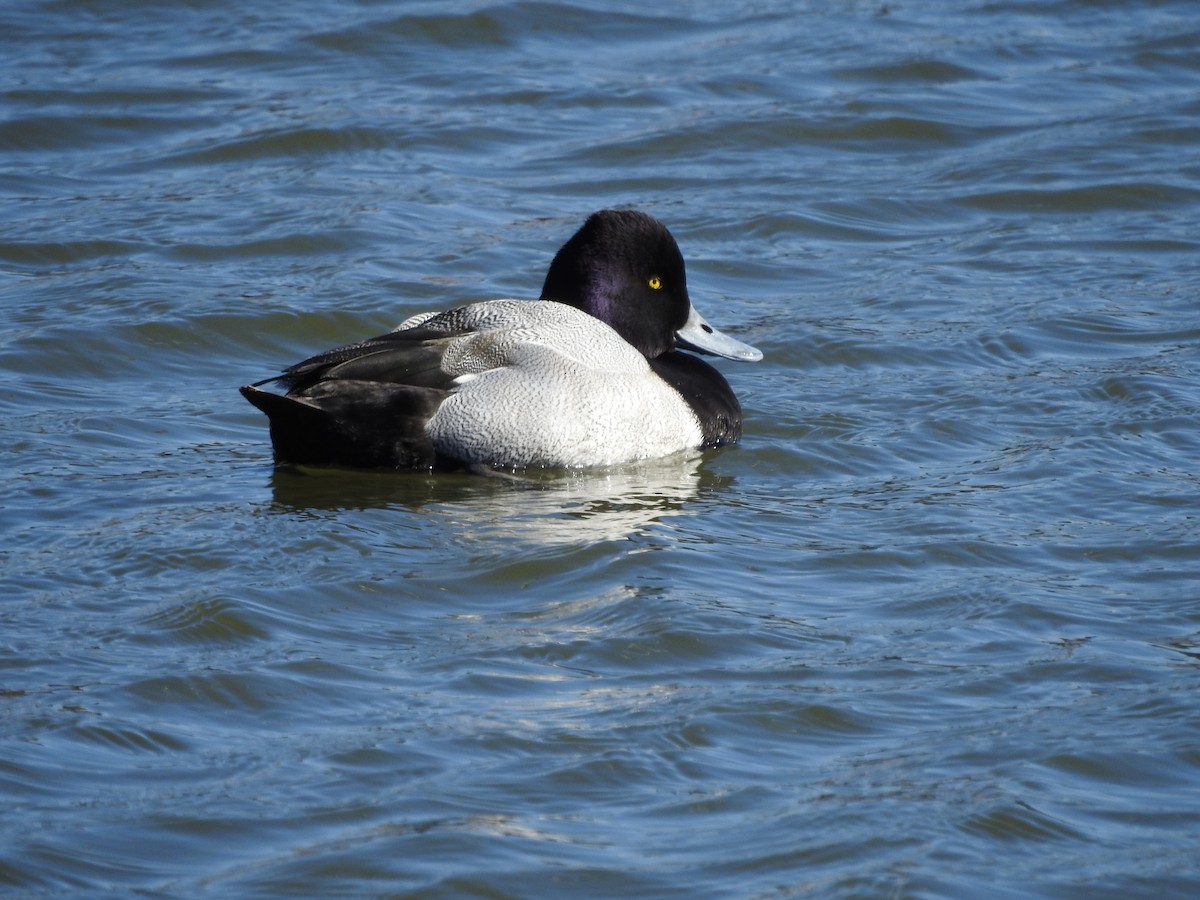 Lesser Scaup - ML536686941