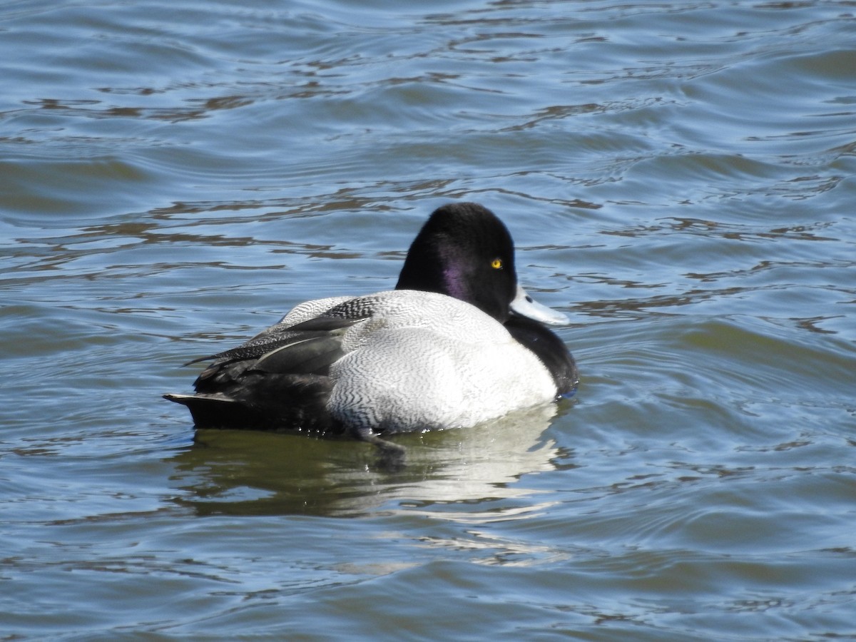 Lesser Scaup - ML536686981