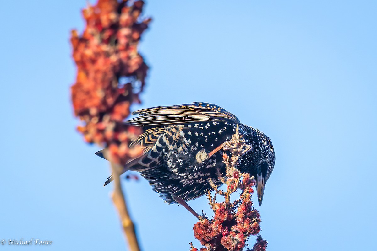 European Starling - ML536688181