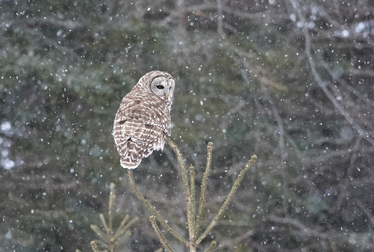 Barred Owl - ML536688431