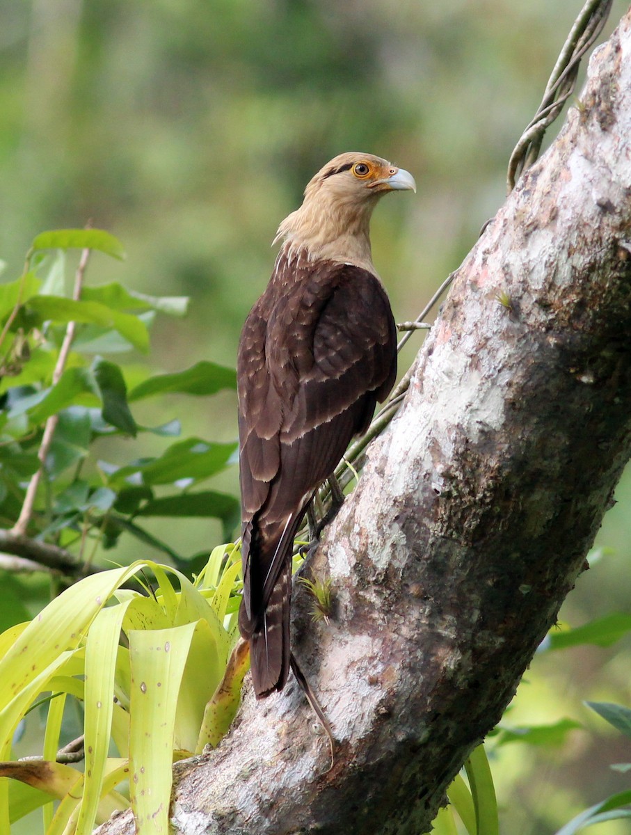 Caracara Chimachima - ML536691601