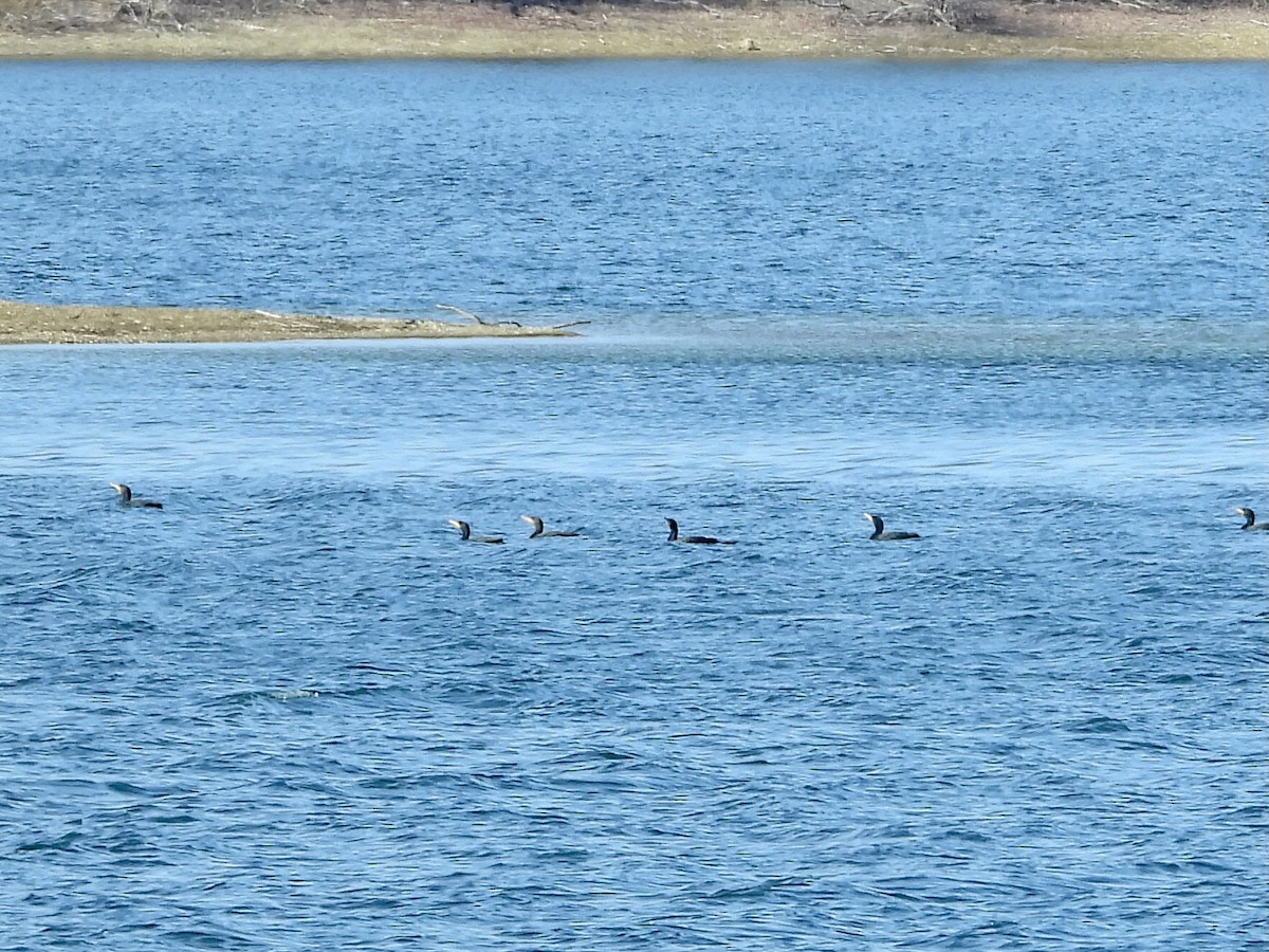 Double-crested Cormorant - ML536692951