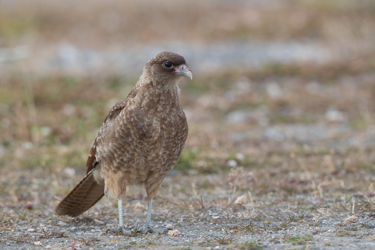 Caracara chimango - ML536693591