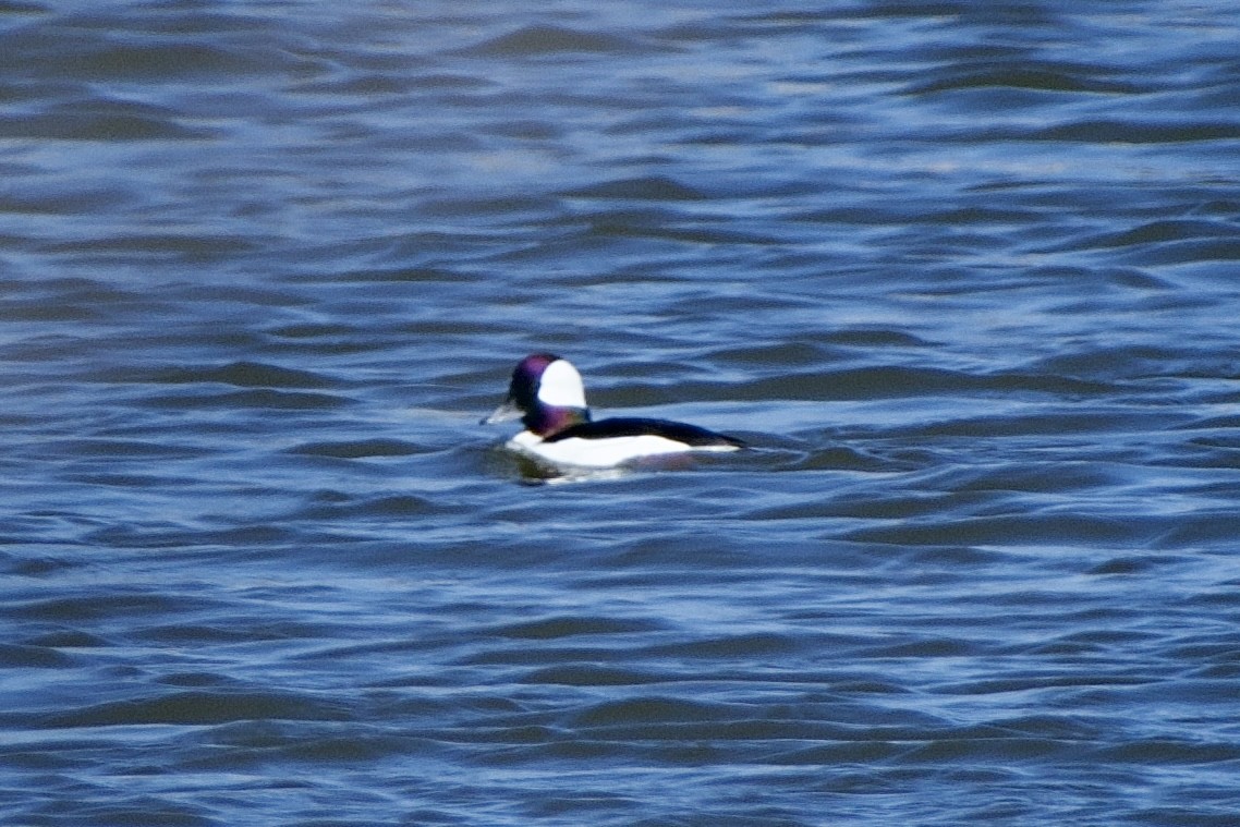 Bufflehead - ML536693791