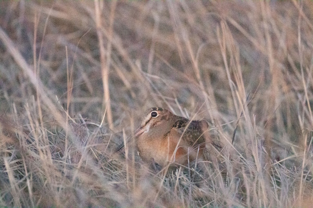 American Woodcock - ML536694071