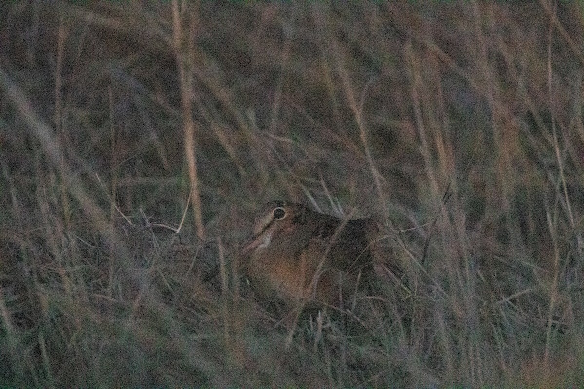 American Woodcock - Cole Winstanley