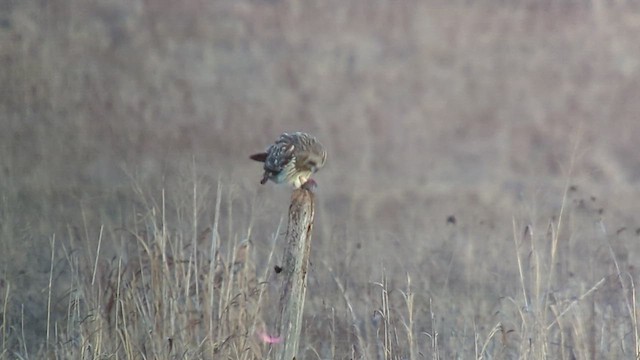 Short-eared Owl - ML536694561