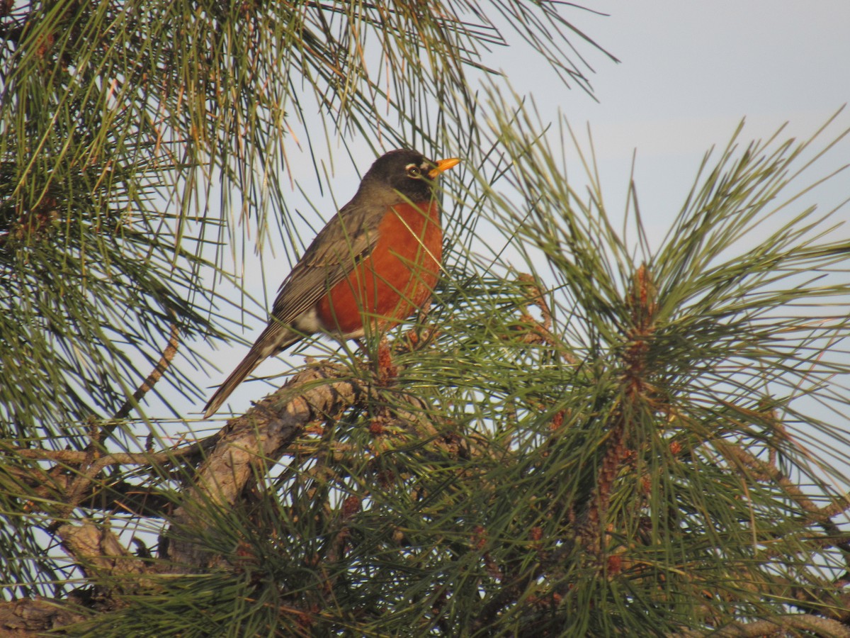 American Robin - ML536694601