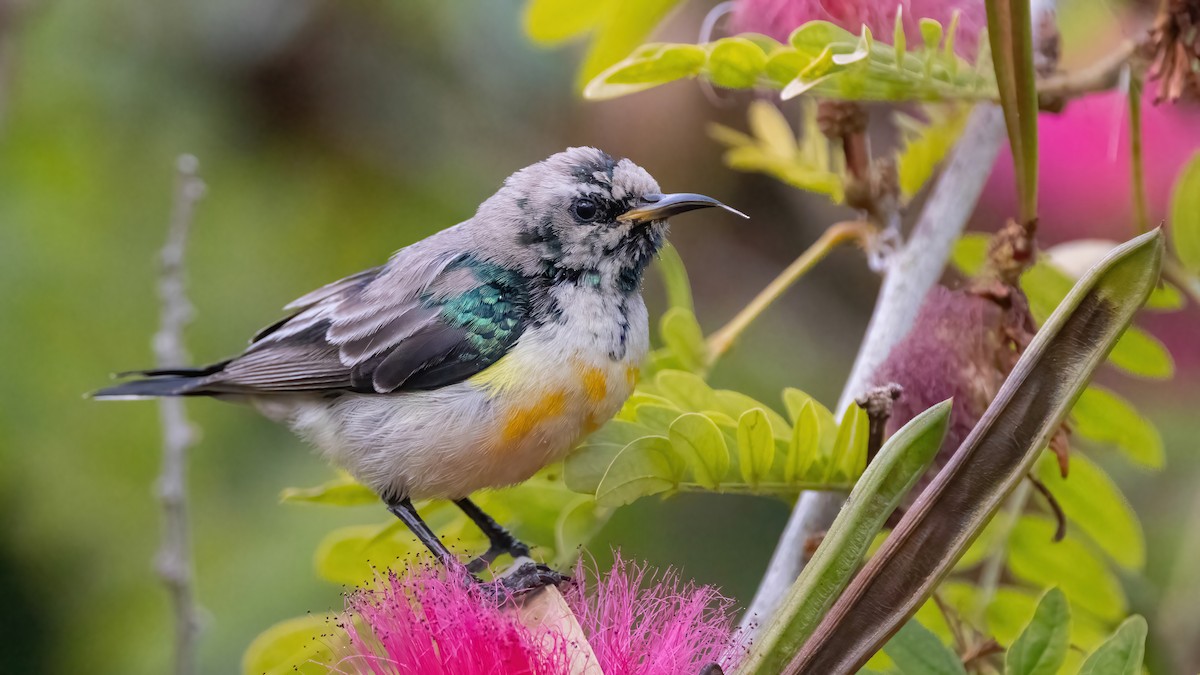 Nile Valley Sunbird - Sean Williams