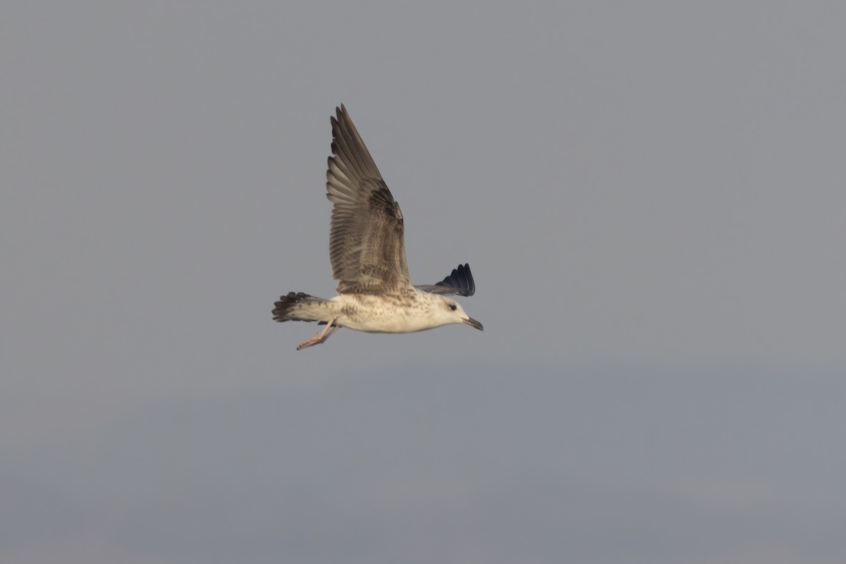 Yellow-legged Gull - Sean Williams