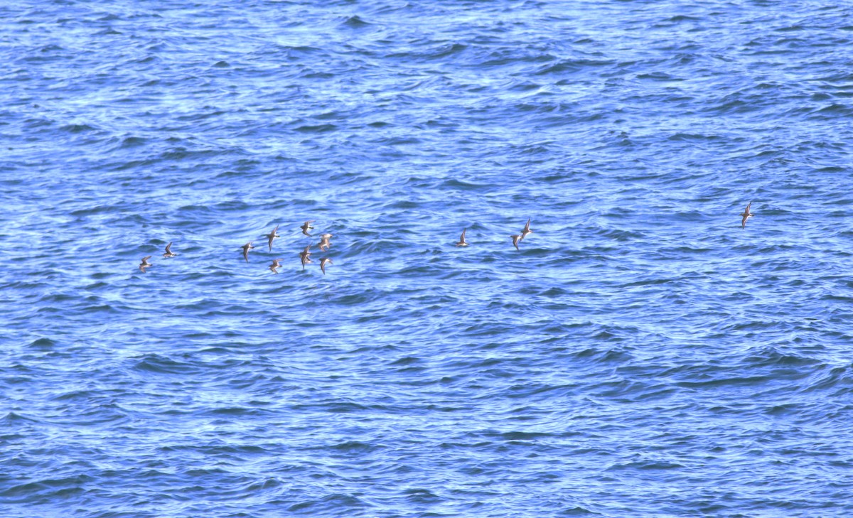 Purple Sandpiper - ML536698851