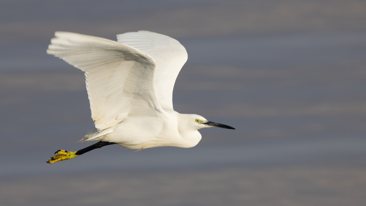 Little Egret - Sean Williams