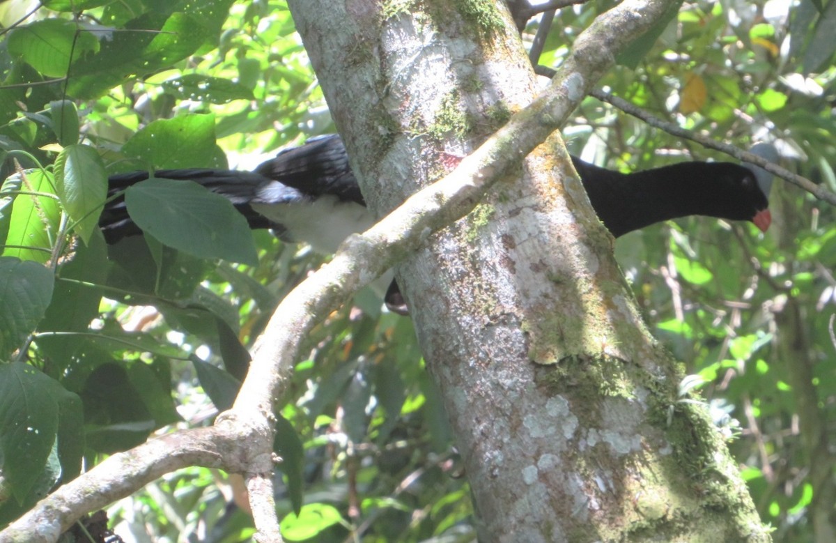 Helmeted Curassow - ML536700671