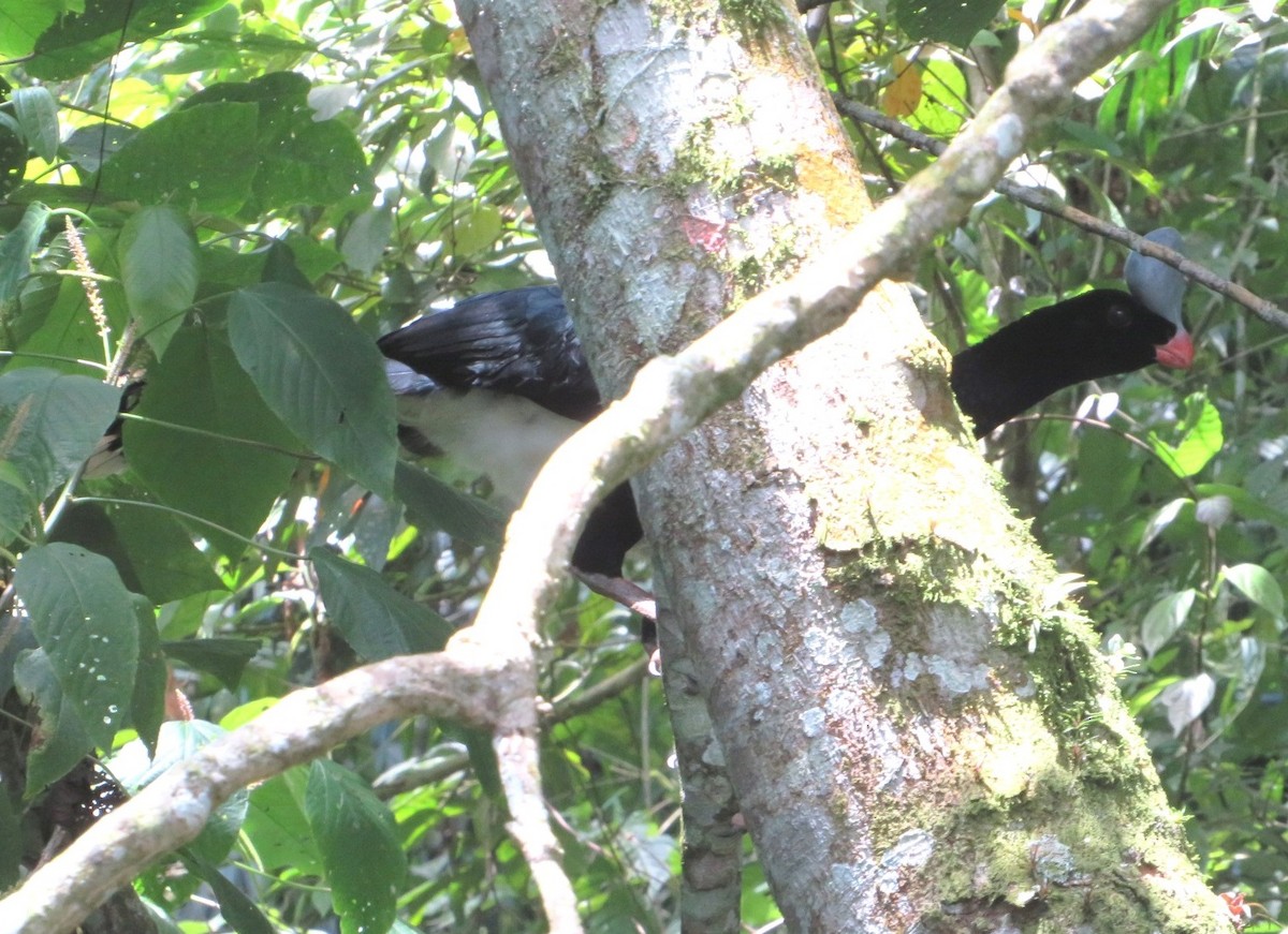 Helmeted Curassow - ML536700681