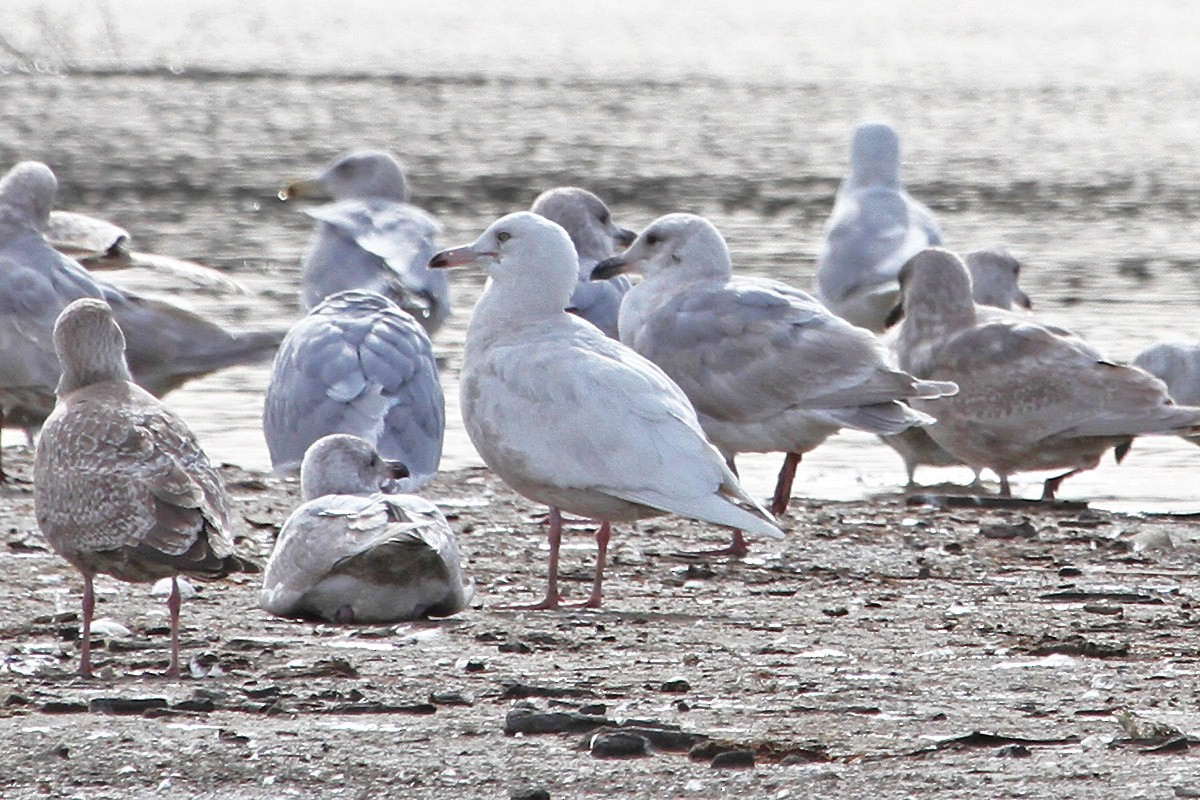 Glaucous Gull - ML536702211