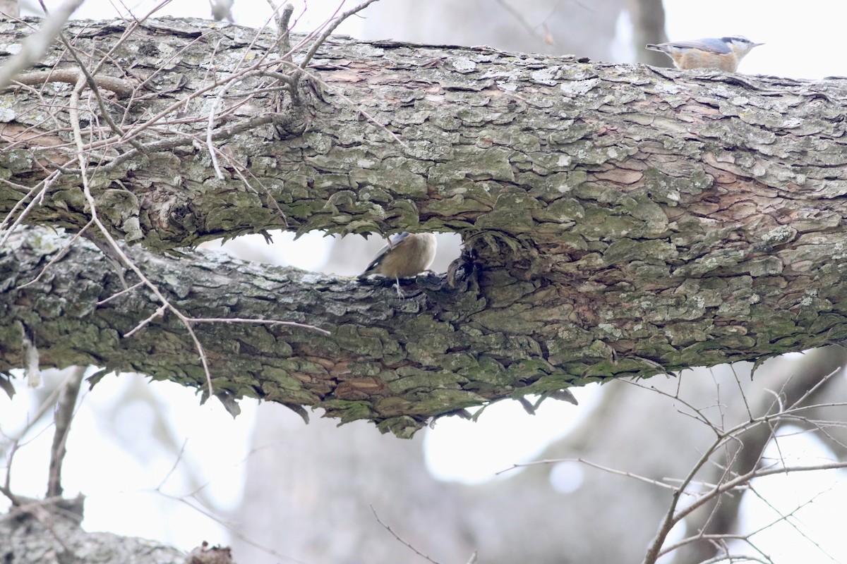 Red-breasted Nuthatch - ML536702381