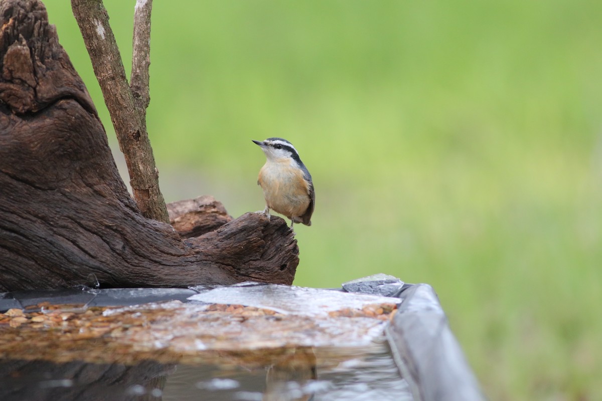Red-breasted Nuthatch - ML536702391