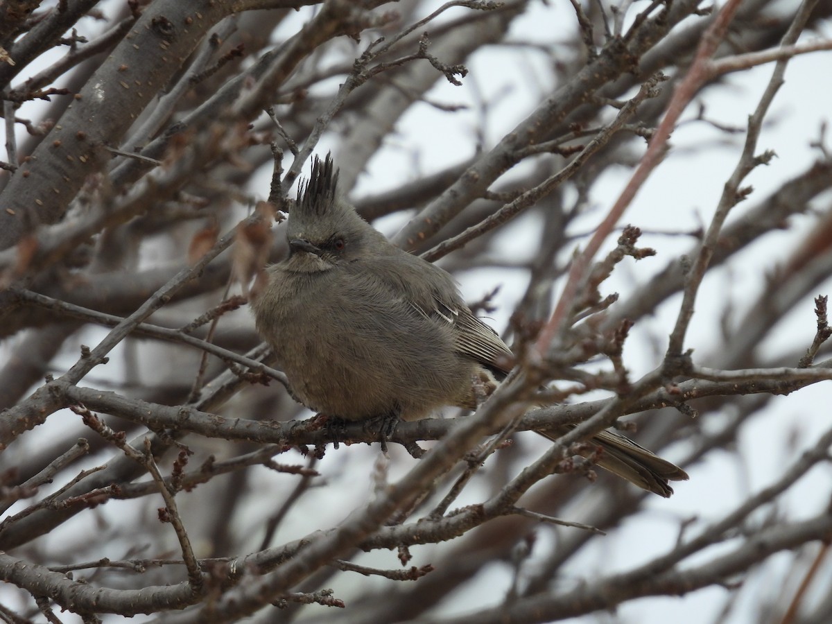 Phainopepla - ML536702671