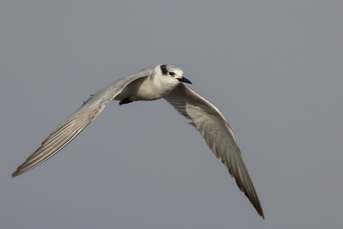 Whiskered Tern - Sean Williams