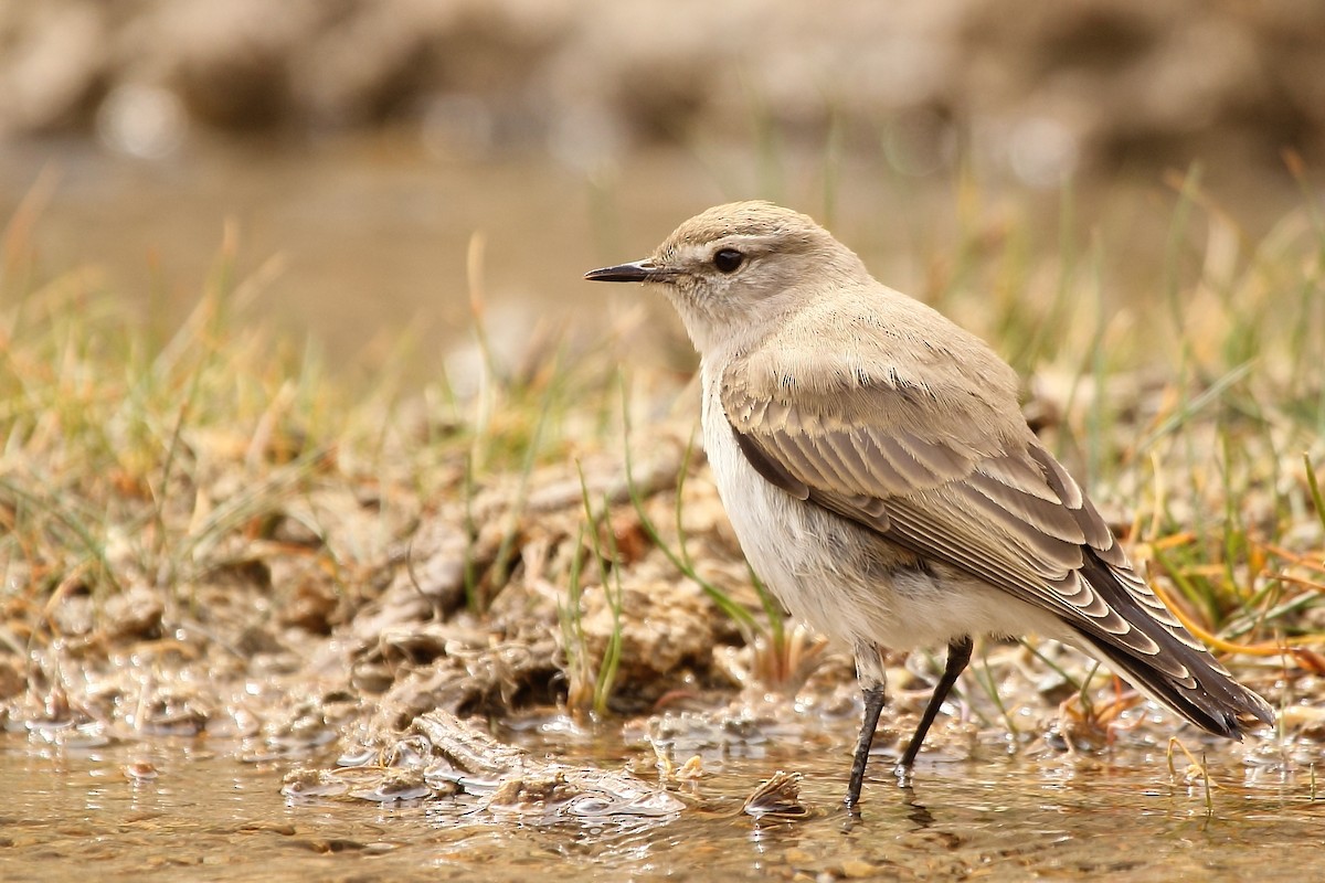 White-browed Ground-Tyrant - ML53670301