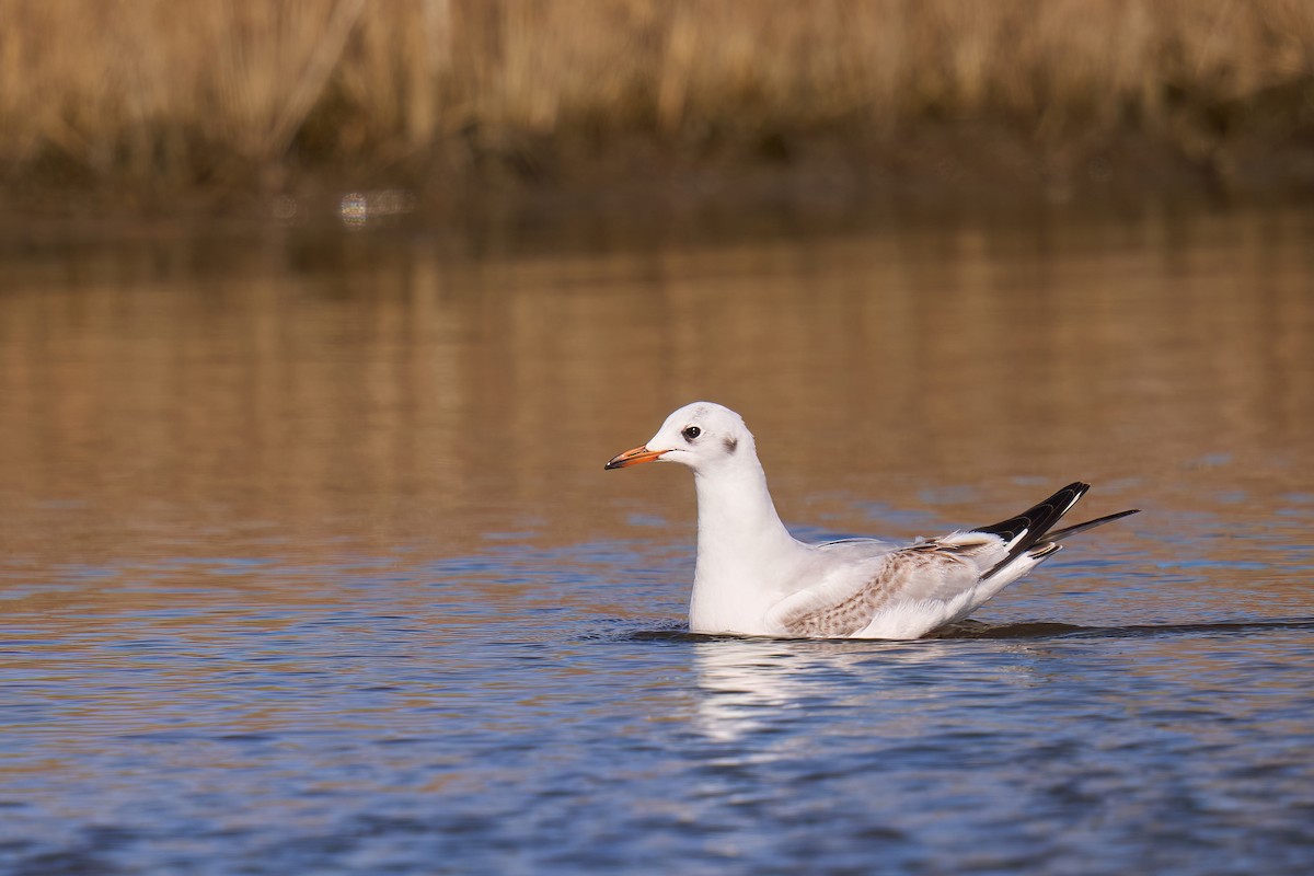 Black-headed Gull - Grigory Heaton