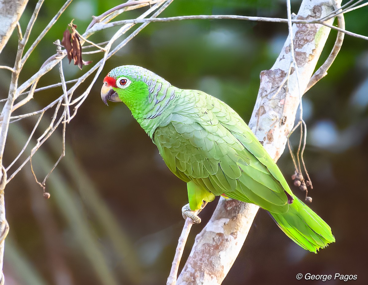 Red-lored Parrot - George Pagos