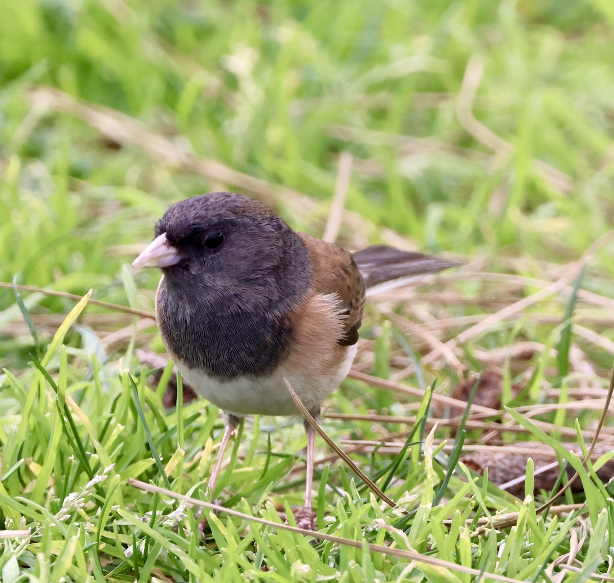 Dark-eyed Junco - ML536704891