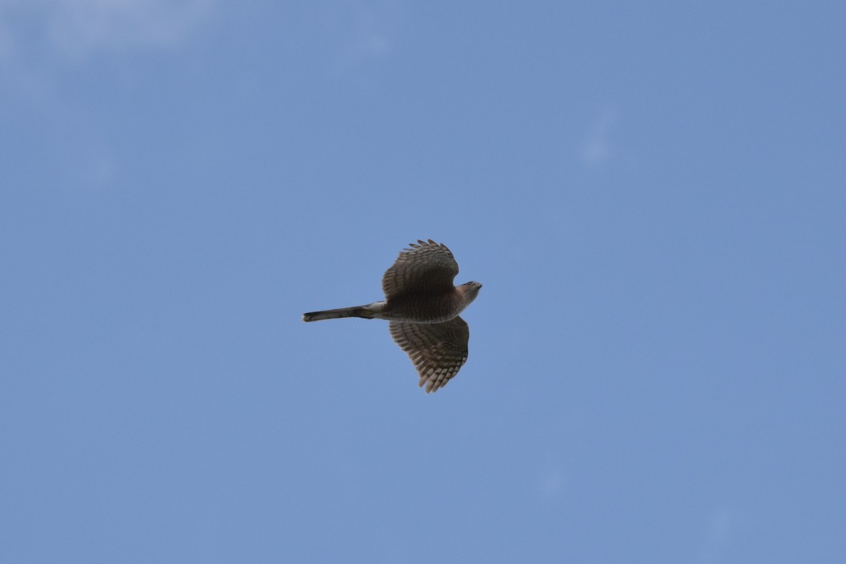 Cooper's Hawk - ML536704921