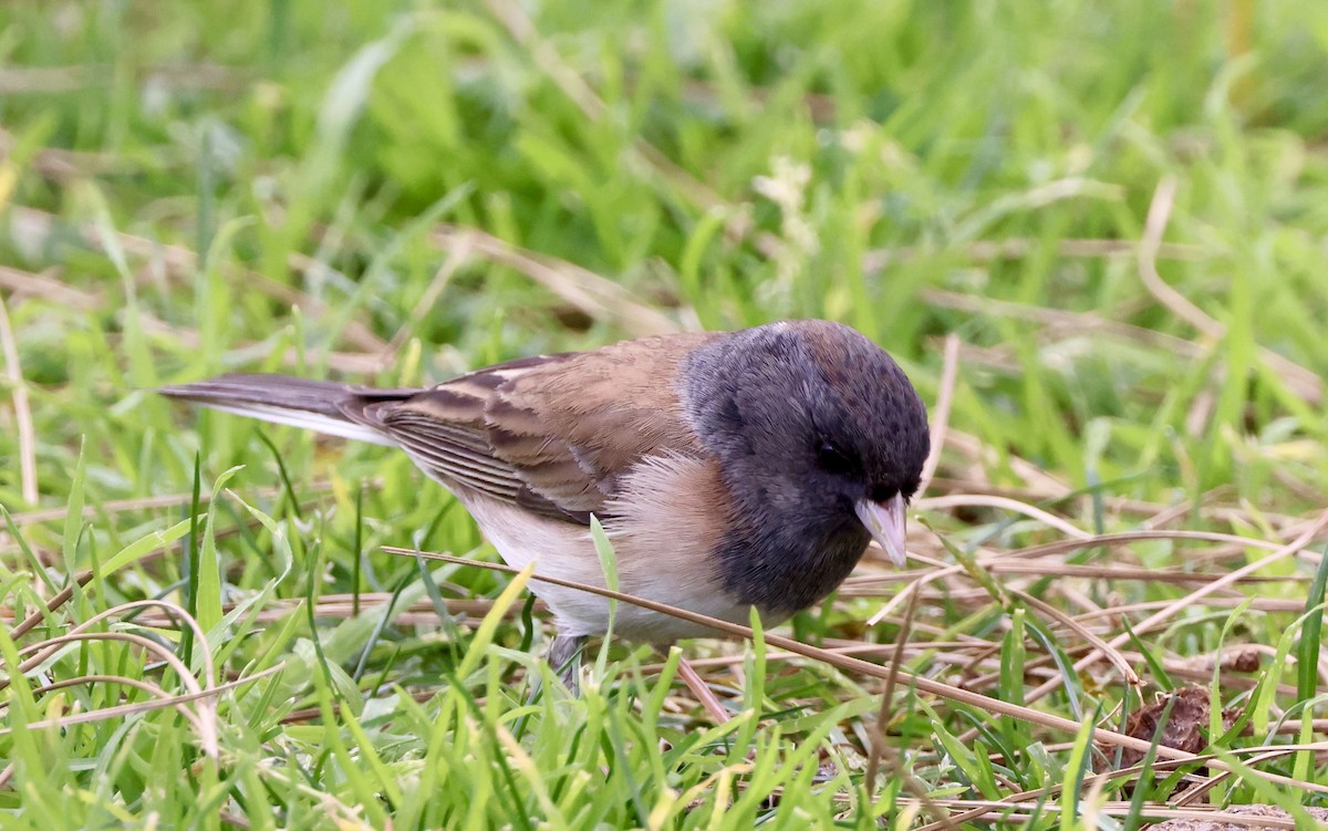 Dark-eyed Junco - ML536704991