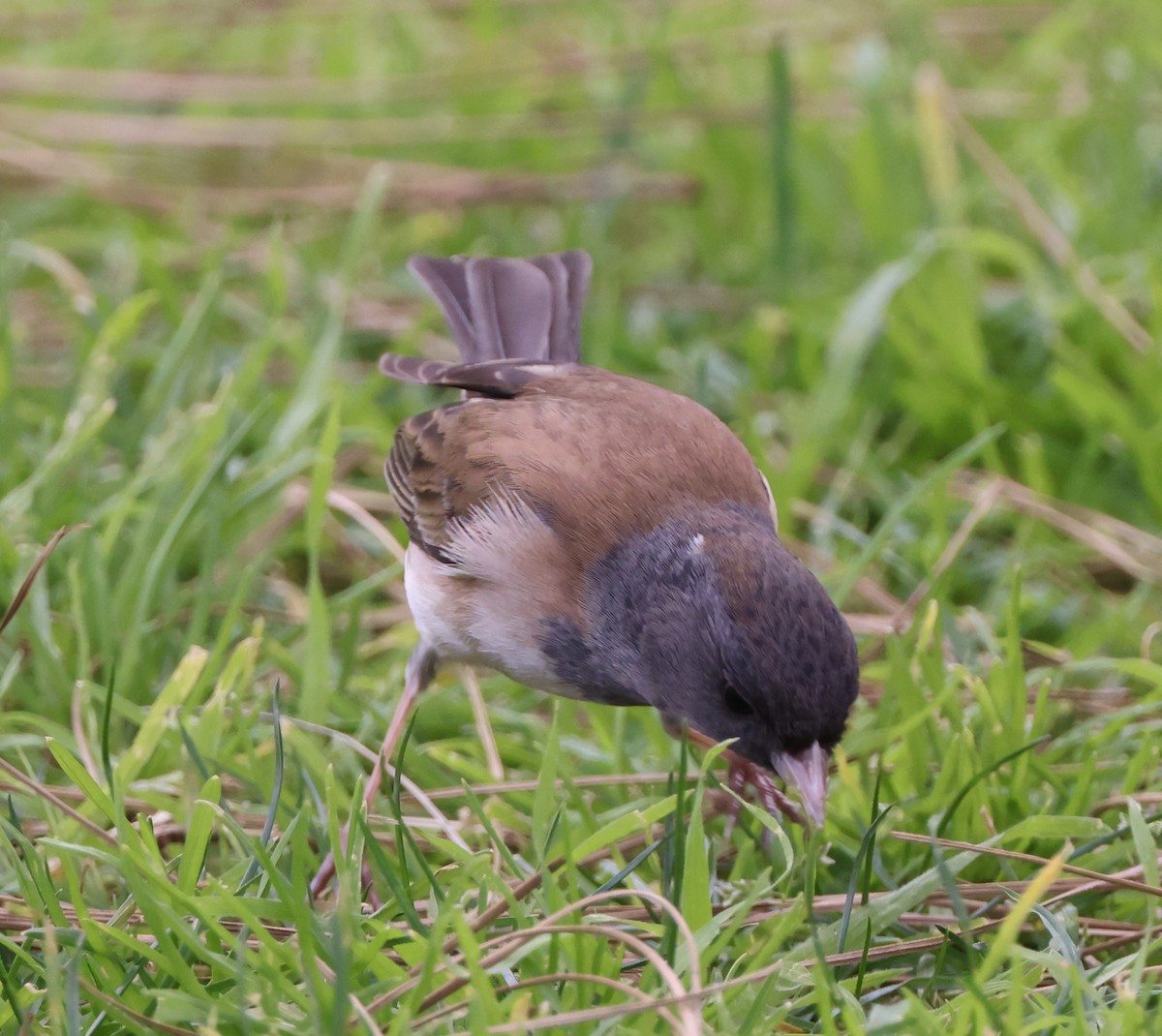 Dark-eyed Junco - ML536705011