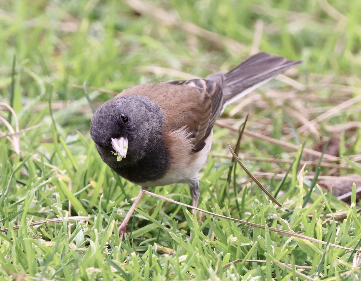 Dark-eyed Junco - ML536705021