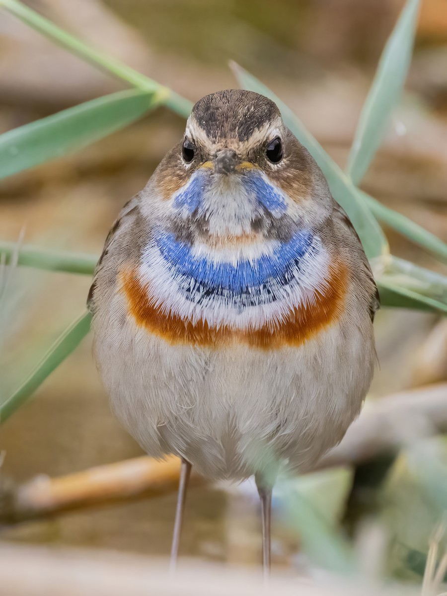 Bluethroat - ML536705651