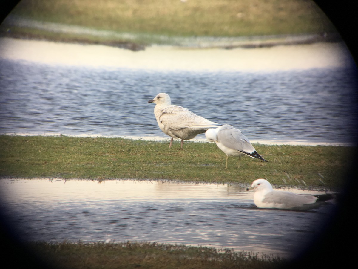 Iceland Gull (kumlieni/glaucoides) - ML53670581